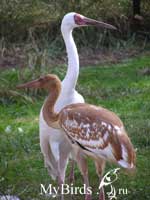 Стерхи Колыма и Иня Фото И.Гавриловой